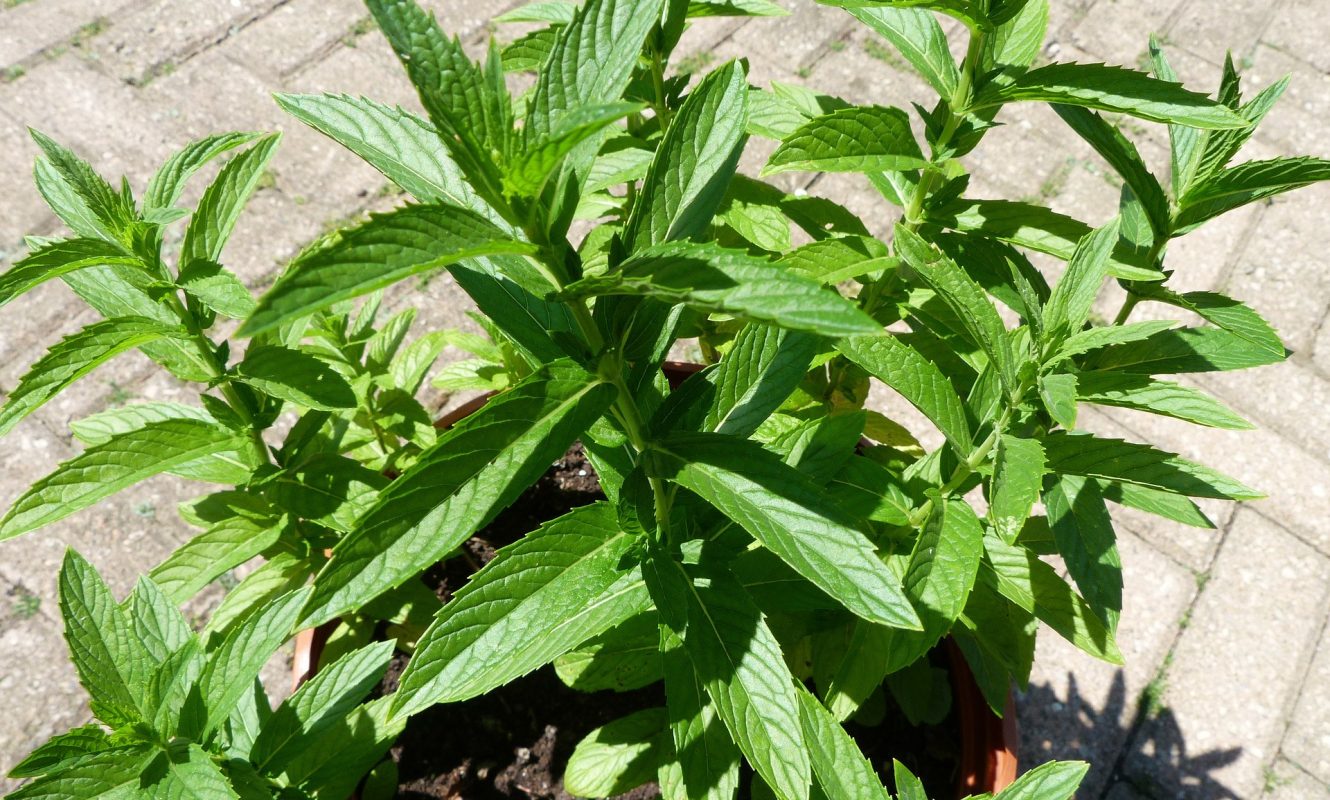 peppermint-91080_1920