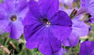 petunia-2417356_960_720