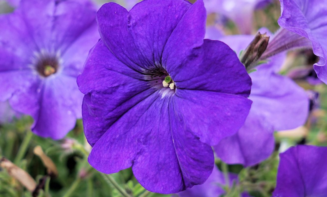 petunia-2417356_960_720
