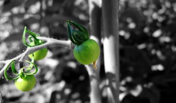 plant-5282911_1920