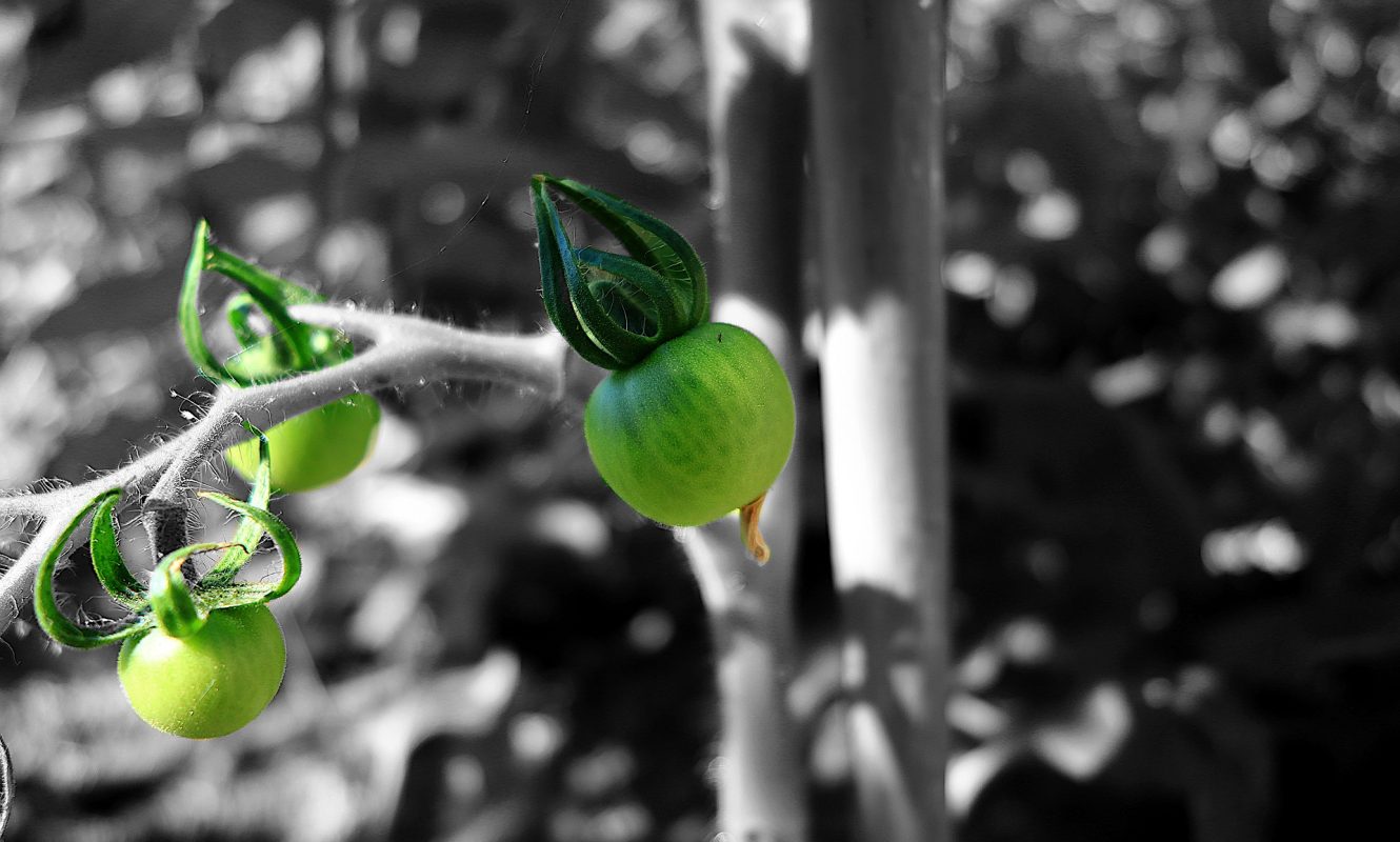 plant-5282911_1920