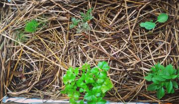 Plantio_na_palha_10_11_2015 (2)