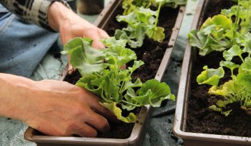 plants-g261f532c7_1920
