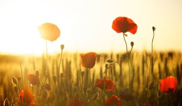 poppies-174276_1920