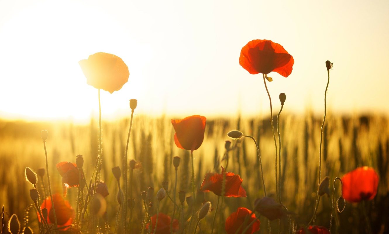 poppies-174276_1920