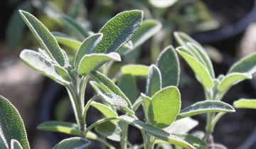 Salvia_Gabi_Pastro (4)
