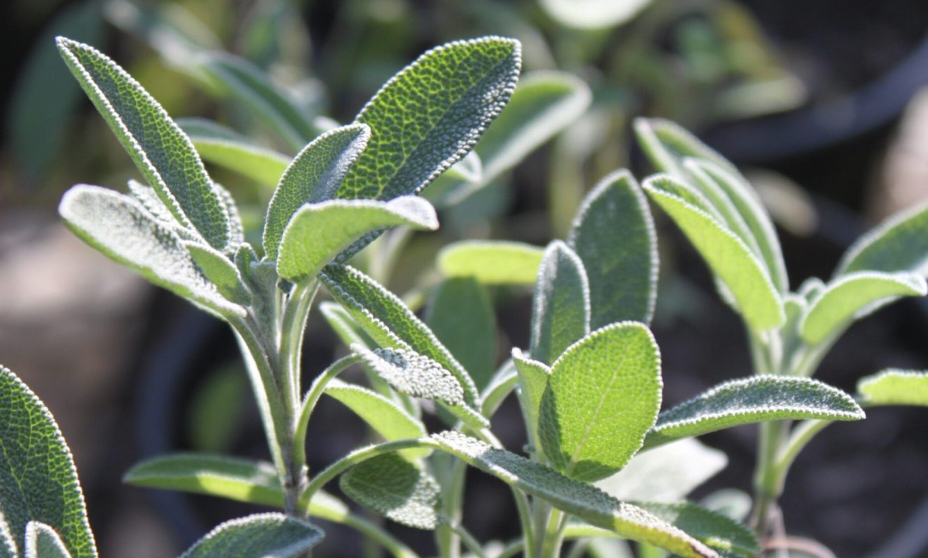 Salvia_Gabi_Pastro (4)