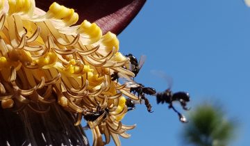stingless-bees-g7985b53ec_1920