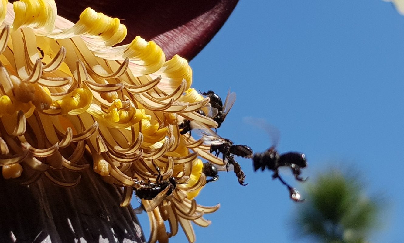 stingless-bees-g7985b53ec_1920