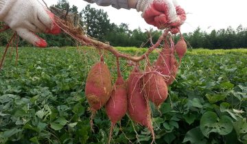 sweet-potato-1241696_1920