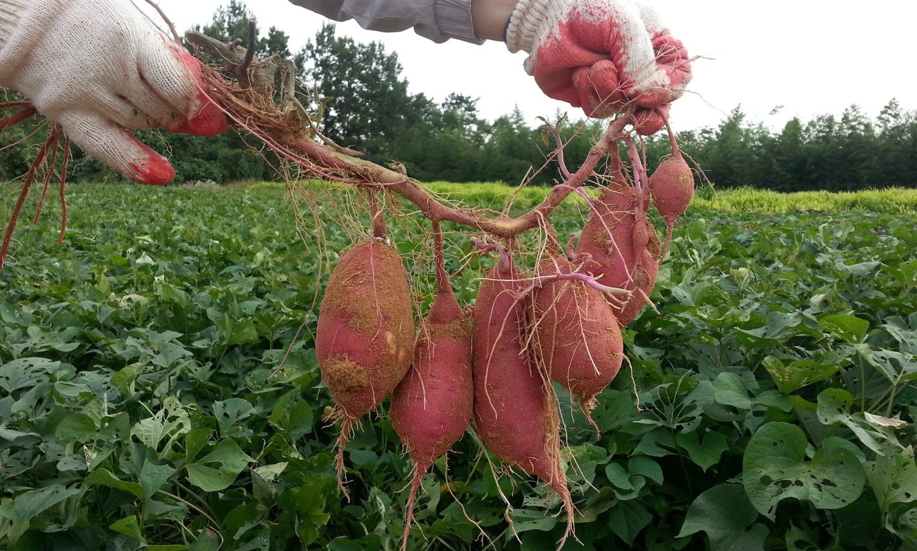 sweet-potato-1241696_1920