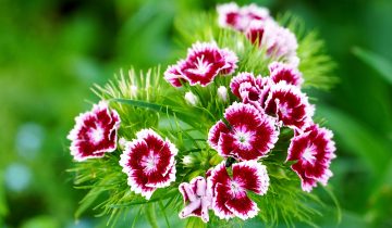 sweet-william-5201391_1920