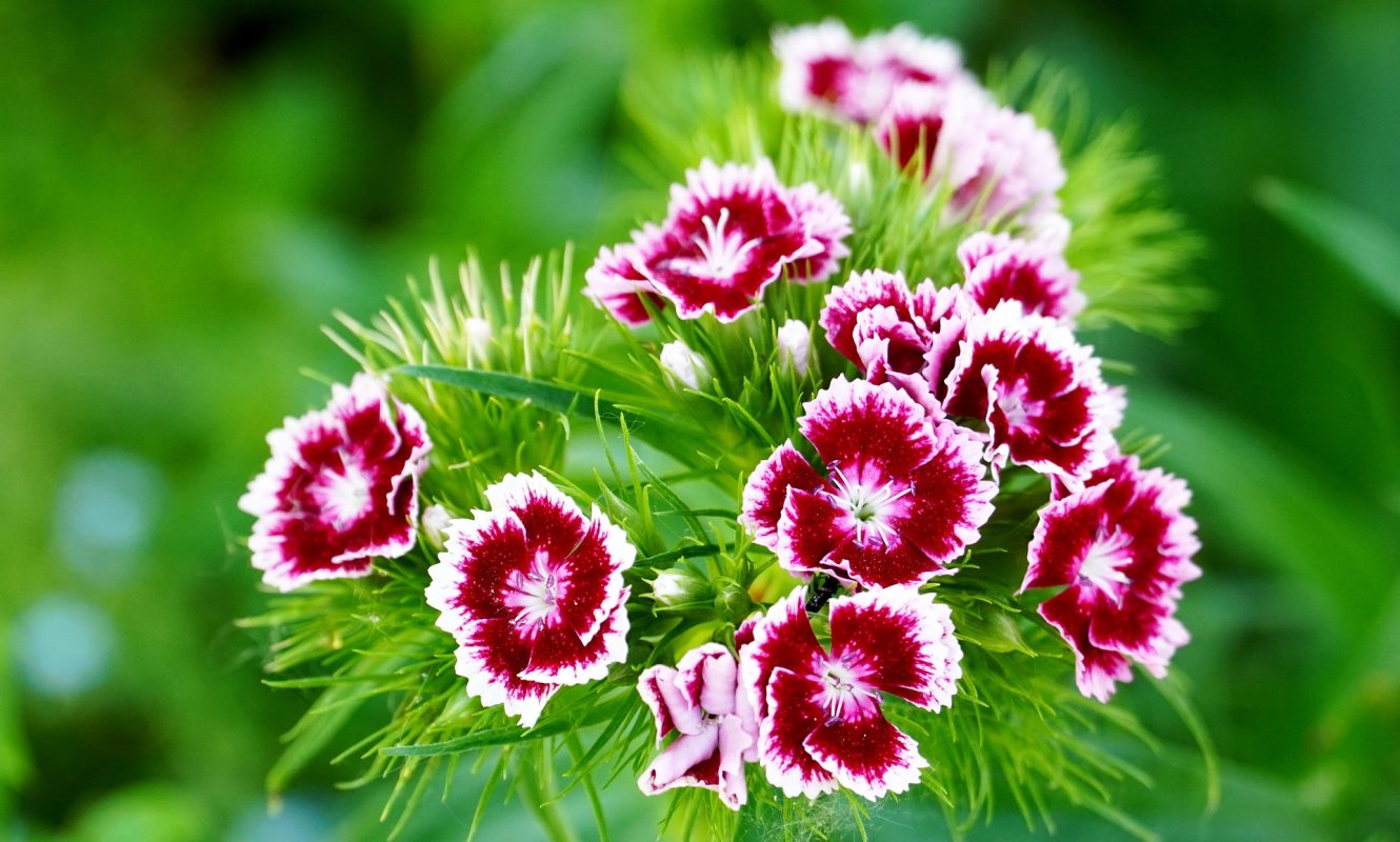 sweet-william-5201391_1920