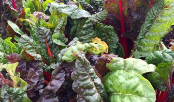 swiss-chard-2858689_1920