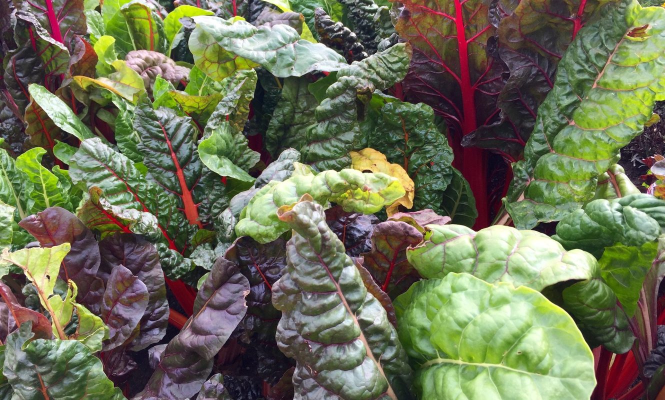 swiss-chard-2858689_1920