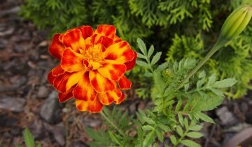 the-tagetes-2441880_1920
