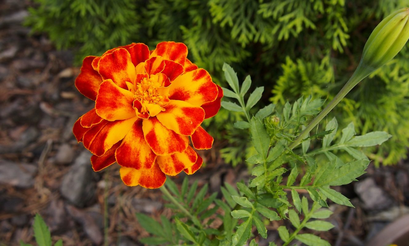 the-tagetes-2441880_1920