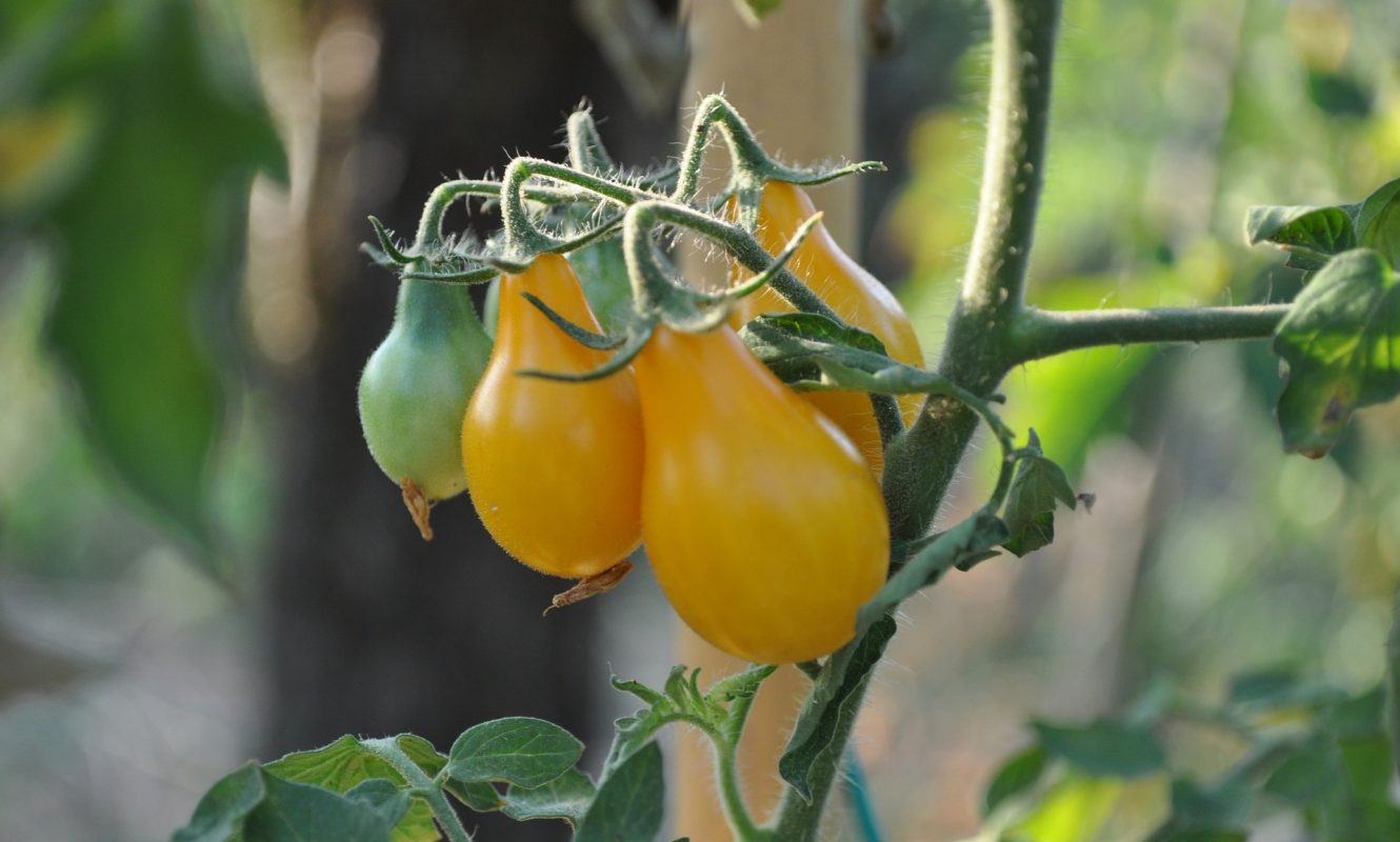 tomato-3668212_1920