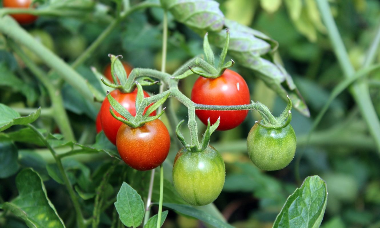 tomatoes-g5dd23104f_1920