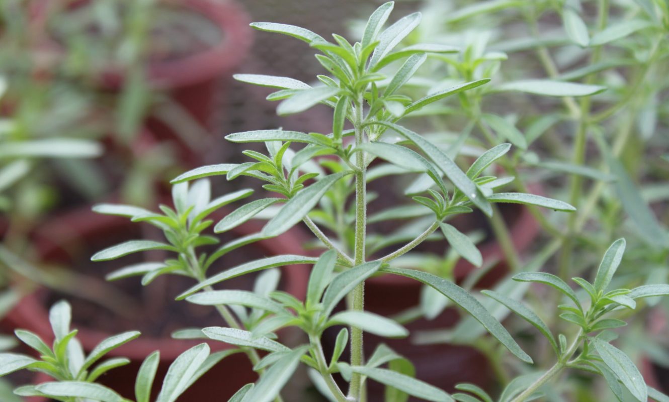 Zaatar (2)
